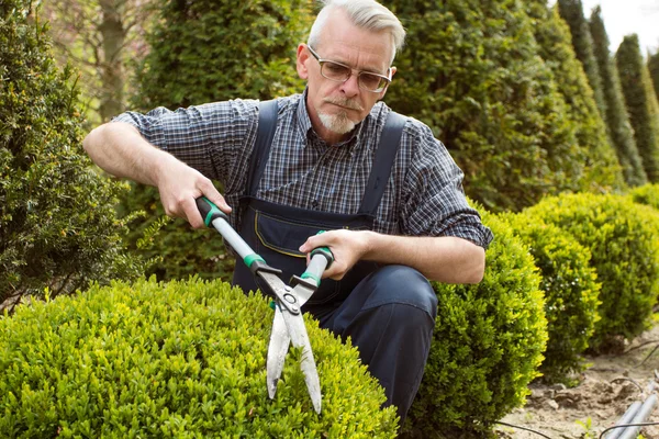 A gardener in overalls cuts a bush in the garden