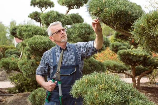 Gärtner in Overalls begutachtet Baum im Garten — Stockfoto