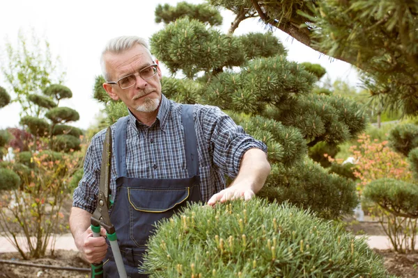 Ein Gärtner in Overalls begutachtet den Busch im Garten — Stockfoto