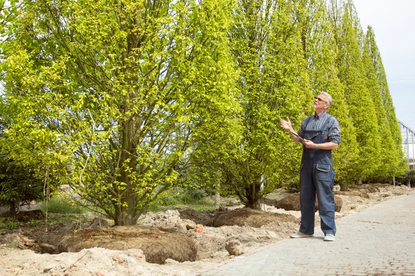 A gardener in overalls examines purchased trees — Stock Photo, Image