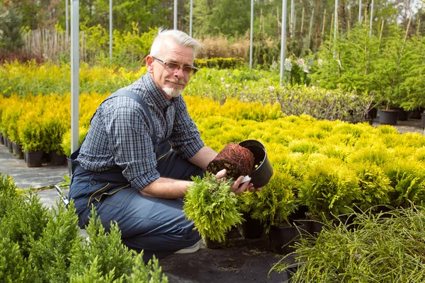 Óculos de jardineiro e macacão examinando raízes de plantas — Fotografia de Stock