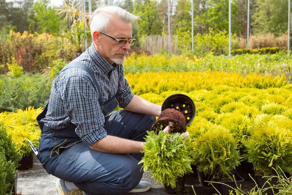 Bahçıvan gözlük ve bitki kökleri inceleyerek tulum