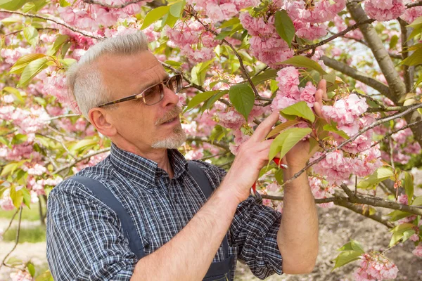 Un jardinier en salopette examine les branches fleuries — Photo