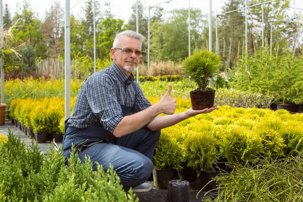 Gärtner in Overalls hält eine Pflanze in der Hand, Daumen hoch — Stockfoto