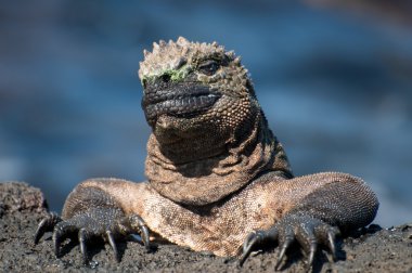 Sunning Galapagos Iguana clipart