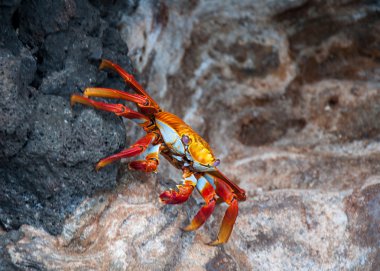 Renkli Galapagos Yengeç