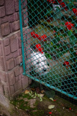 Beyaz bir keçi yeşil bir çitin içinden bakıyor. Çitin arkasında kırmızı çiçekler yetişir. Sakin, hayvanat bahçesi, hayvan