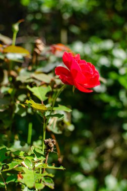 Yeşil yapraklar arasında çarpıcı kırmızı bir gül açar. Bahçe tasarımları ya da romantik temalar için ideal