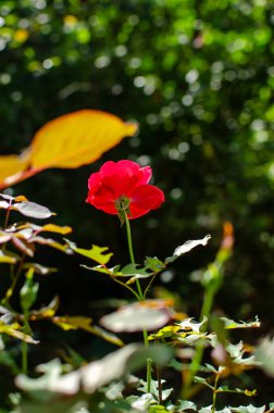 Bulanık arka planı olan bir bahçede açan kırmızı gülü yakından takip et. Romantik temalar için kullan