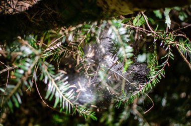 Narin örümcek ağı yeşil dalların arasında parıldıyor, orman manzarası. Doğanın güzelliğini, huzurunu çağrıştırır.