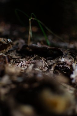 Koyu mantarlı ve yeşil çimenli bir orman zemininin yakın görüntüsü. Arka planlar için ideal
