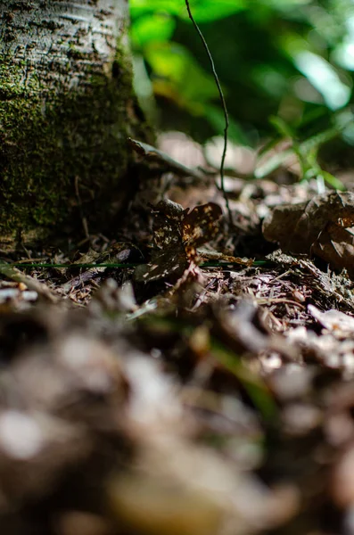 Ağaç kabuğu, yaprak ve çalılıklarıyla orman zemininin detaylı görüntüsü. Doğa temalı proje için harika