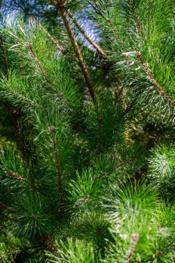 Çam iğneleri çerçeveyi dolduruyor. Taze, doğa, huzur dolu. Arkaplan veya doku için mükemmel