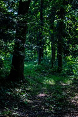 Güneş ışığı karanlık orman yolunu aydınlatır. Sakin, yemyeşil doğa zemin sağlar. Huzur için kullan