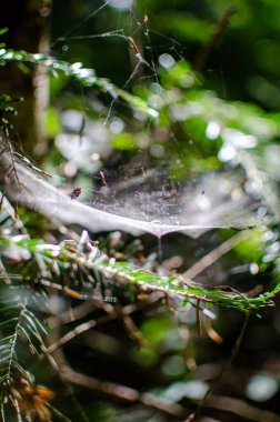 Örümcek ağı parlar, tellere çiy damlaları düşer, orman manzarası, güneş ışığı. Doğa konsepti. Eko-turizmde kullan