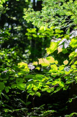 Bereketli yeşil yapraklar güneş ışığında yıkandı. Huzurlu orman düzeni. Doğa, ekoloji veya seyahat için ideal