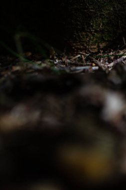 Özel orman zemin perspektifi. Doğanın dinginliğini, derinliğini ve detaylarını çağrıştırıyor. İyi arkaplan