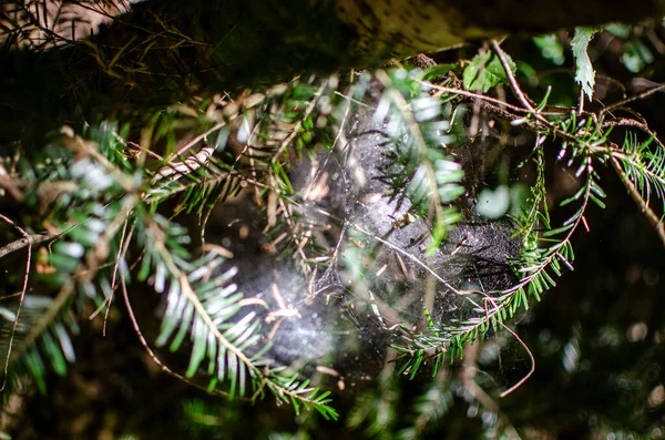 Narin örümcek ağı yeşil dalların arasında parıldıyor, orman manzarası. Doğanın güzelliğini, huzurunu çağrıştırır.