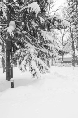Karla kaplı bir çam dalının tek renkli görüntüsü. Şov huzurlu kış sahnesi. Arkaplan kullanımı