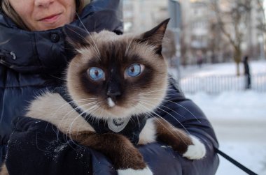 Siyam kedisi, mavi gözlü, kışlık ceketli, bir kadın tarafından tutulan. Sakin ruh hali, açık hava kullanımı, evcil hayvanlar.