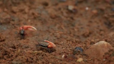 Düz bir sel mangrov yengeçlerle Fiddler. 