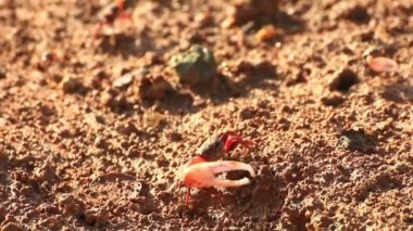 Düz bir sel mangrov yengeçlerle Fiddler. 