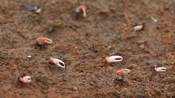 Fiddler Crabs in a flood mangrove plain. — Stock Video