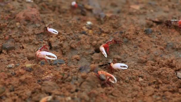 Fiddler Crabs in a flood mangrove plain. — Stock Video