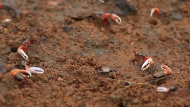 Fiddler Crabs in a flood mangrove plain. — Stock Video