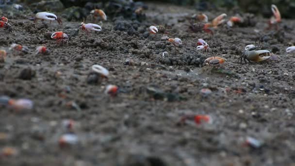 Violinista cangrejos en una llanura de manglar inundable . — Vídeos de Stock