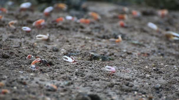 Violinista cangrejos en una llanura de manglar inundable . — Vídeos de Stock