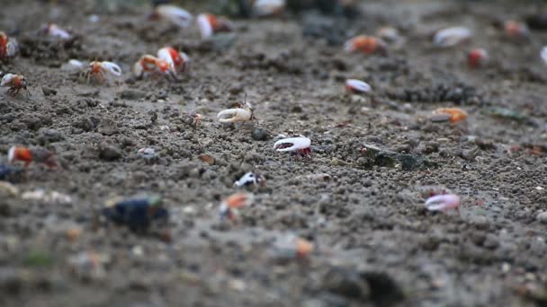 Caranguejos Fiddler em uma planície de mangue de inundação . — Vídeo de Stock