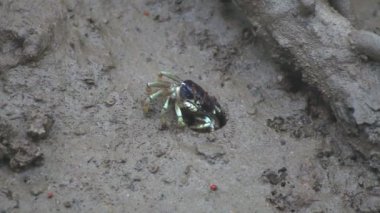 Mangrov bitki, Phuket Adası Tayland sel ovasında kemancı Yengeç.