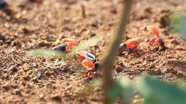 Crabes violoneux dans une plaine de mangrove inondable . — Video