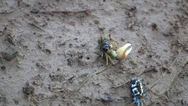 Fiddler Crab într-o câmpie de inundații în planta de mangrove, insula Phuket Thailanda . — Videoclip de stoc