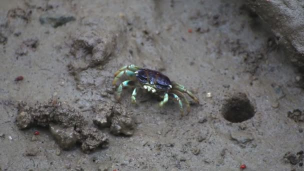 Crabe violoneux dans une plaine inondable de la mangrove, île de Phuket Thaïlande . — Video