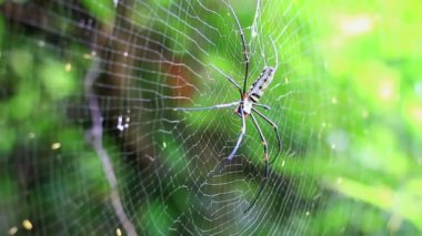 Altın küre ağ örümceği.