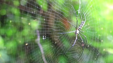 Altın küre ağ örümceği.