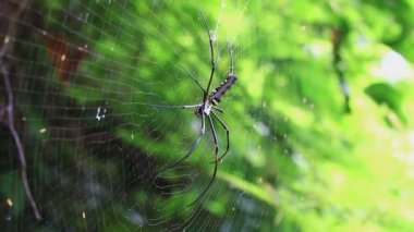 Altın küre ağ örümceği.