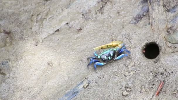 Fiddler krab in een alluviaal in de mangrove plant, Phuket island, Thailand. — Stockvideo