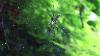 Altın küre ağ örümceği.