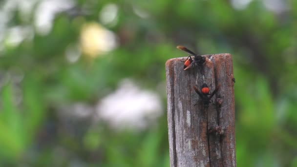 Wasp on stump. — Stock Video