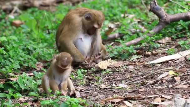 Monkey ammande barn. — Stockvideo