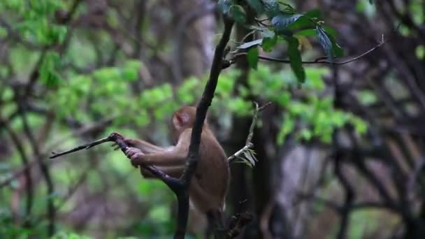 Mono lindo y curioso sentado en el árbol . — Vídeo de stock