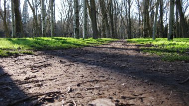 Ormanda çamurlu yollar.