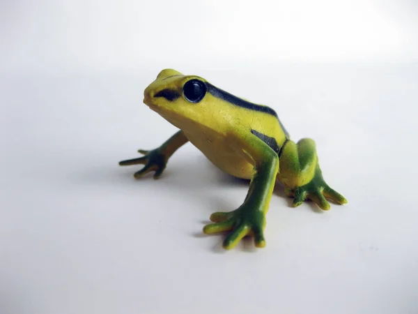 Toy Frog White Background — Stock Photo, Image