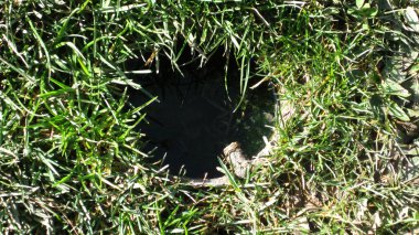 Kara delikli yeşil çimen.
