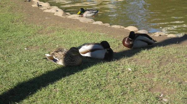Patos Descansando Jardim Lado Lago — Fotografia de Stock