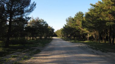 Güneşli bir günde dağ ormanları.