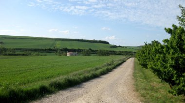Yeşil tarlalardan geçen yollar.